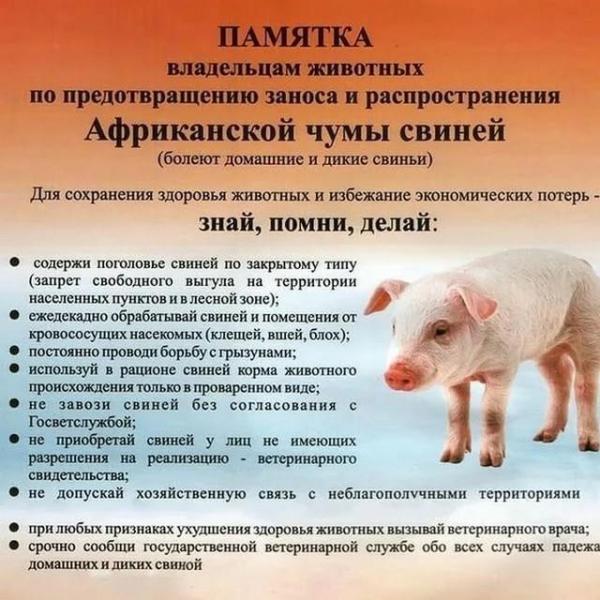 Осторожно! Африканская чума свиней!.