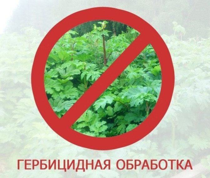 Внимание! Обработка гербицидами борщевика Сосновского. Внимание! Обработка гербицидами борщевика Сосновского.